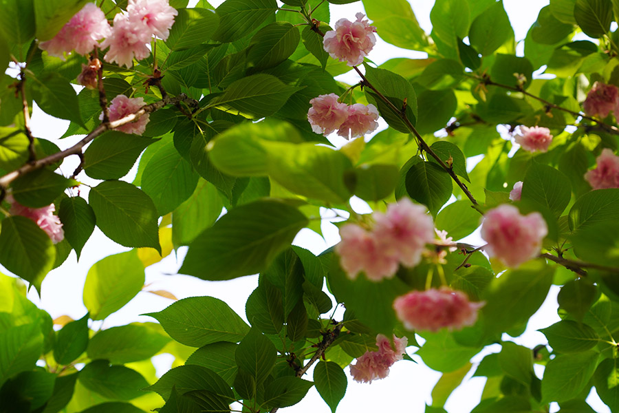 大院四月芳菲色